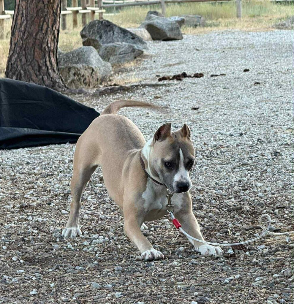 the best american pit bull terrier breeder in the usa