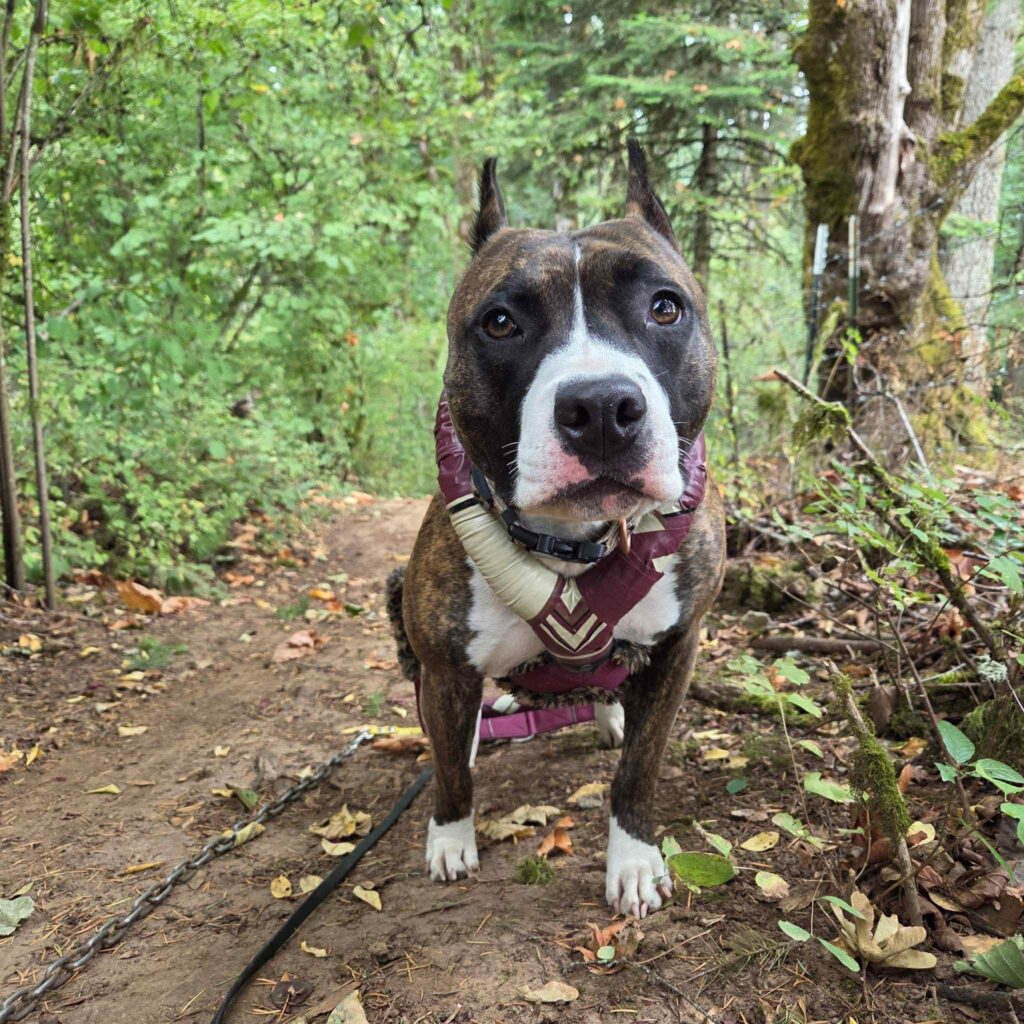 real american pit bull terrier breeder