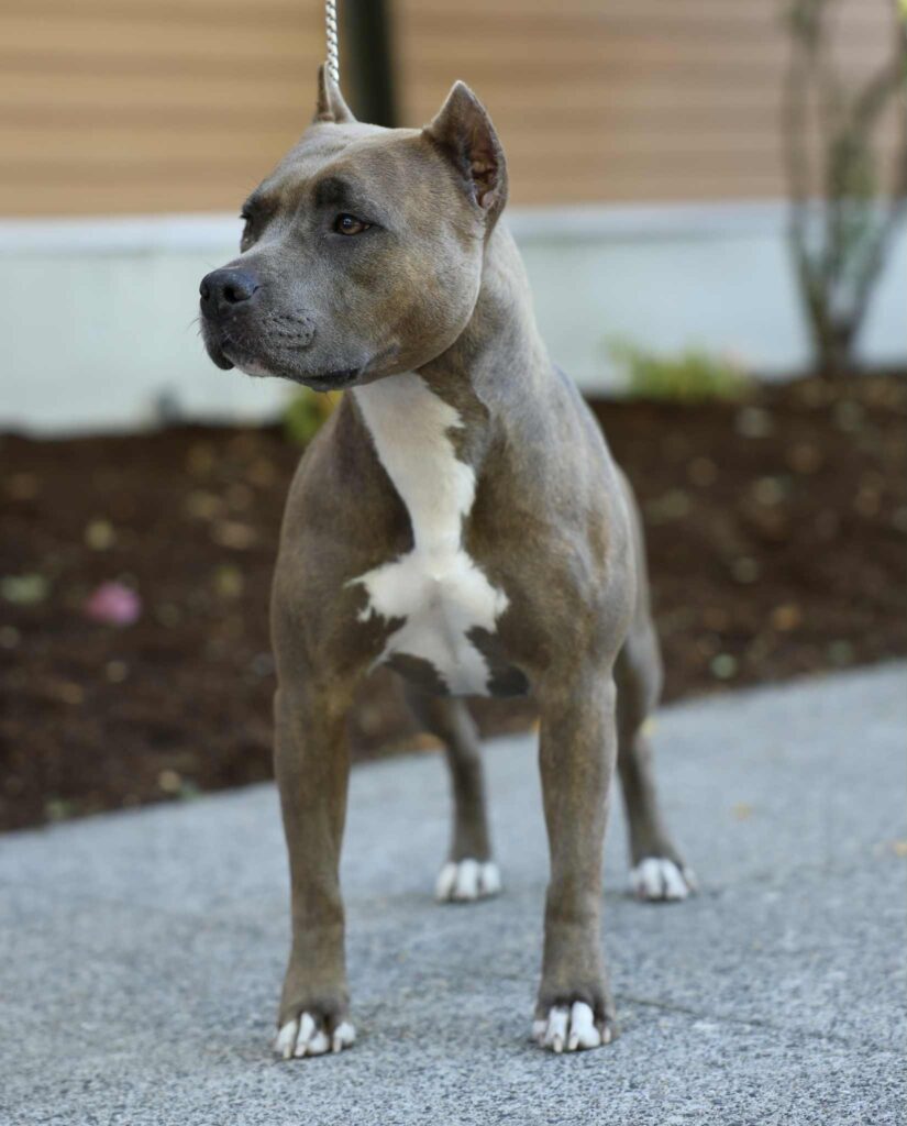 the best american pit bull terrier breeder in the usa