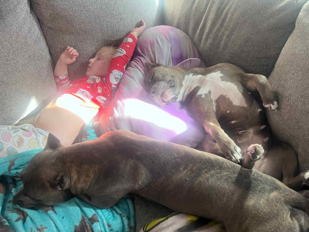 the best american pit bull terrier breeder in the usa