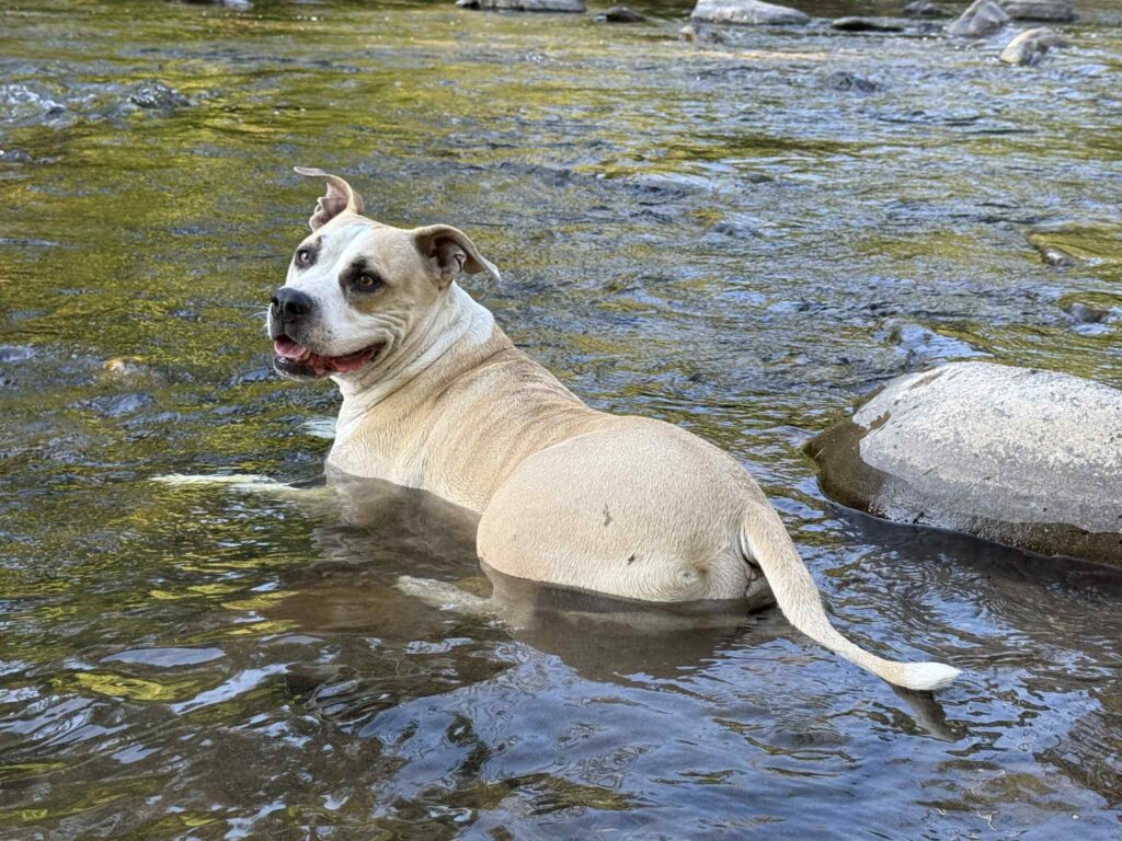 the best american pit bull terrier breeder in the usa