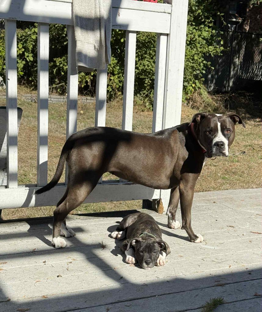 the best american pit bull terrier breeder in the usa