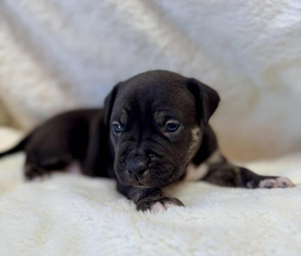 Best american pit bull terrier breeder in the usa