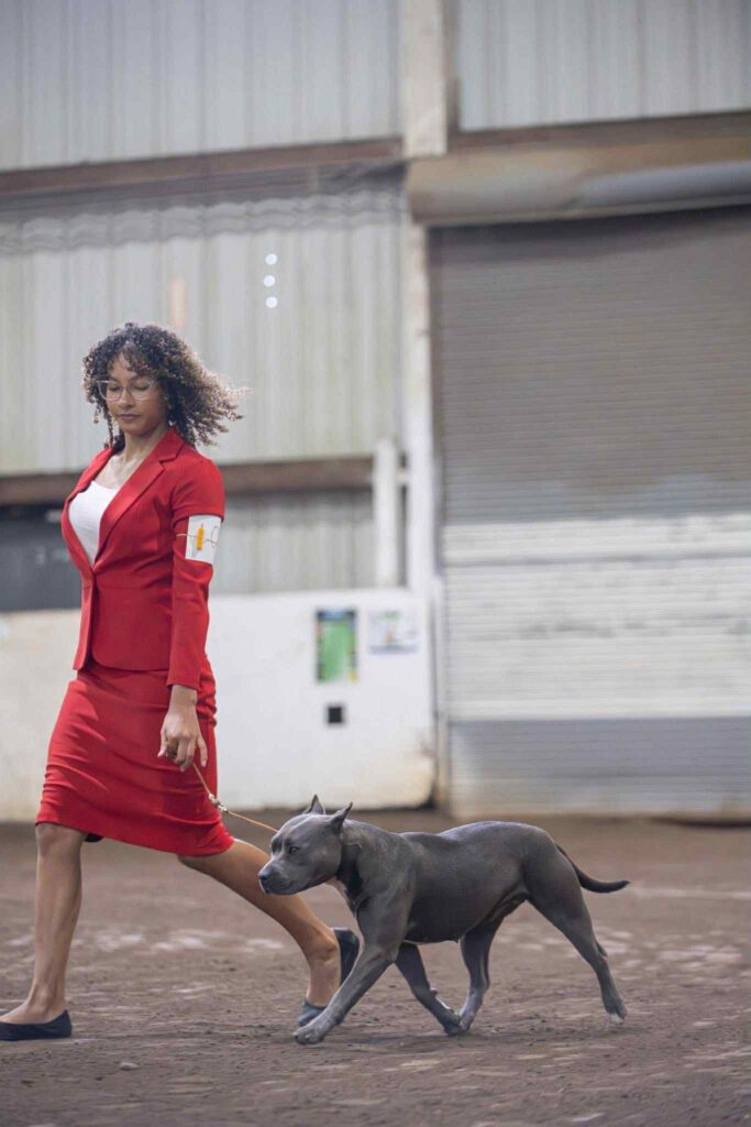 the best american pit bull terrier breeder in the usa