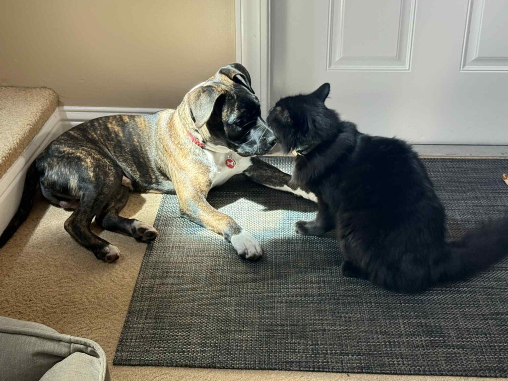 the best american pit bull terrier breeder in the usa