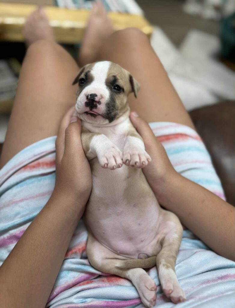 the best american pit bull terrier breeder in the usa