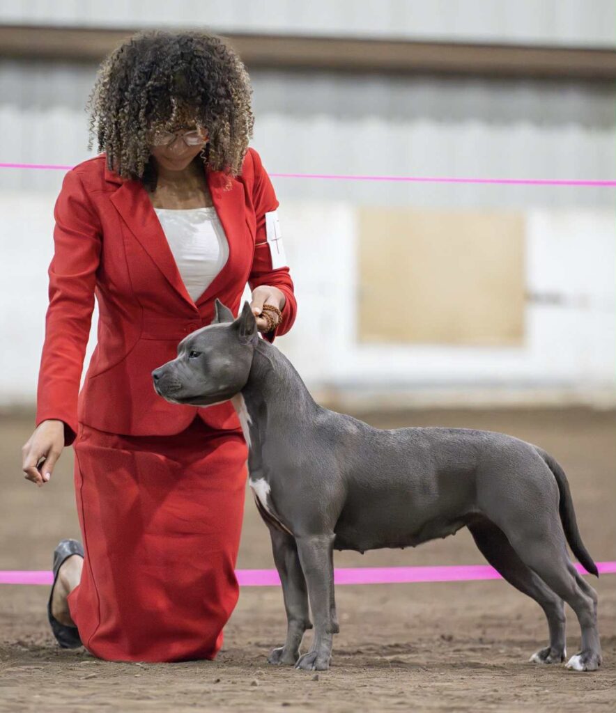 the best american pit bull terrier breeder in the usa