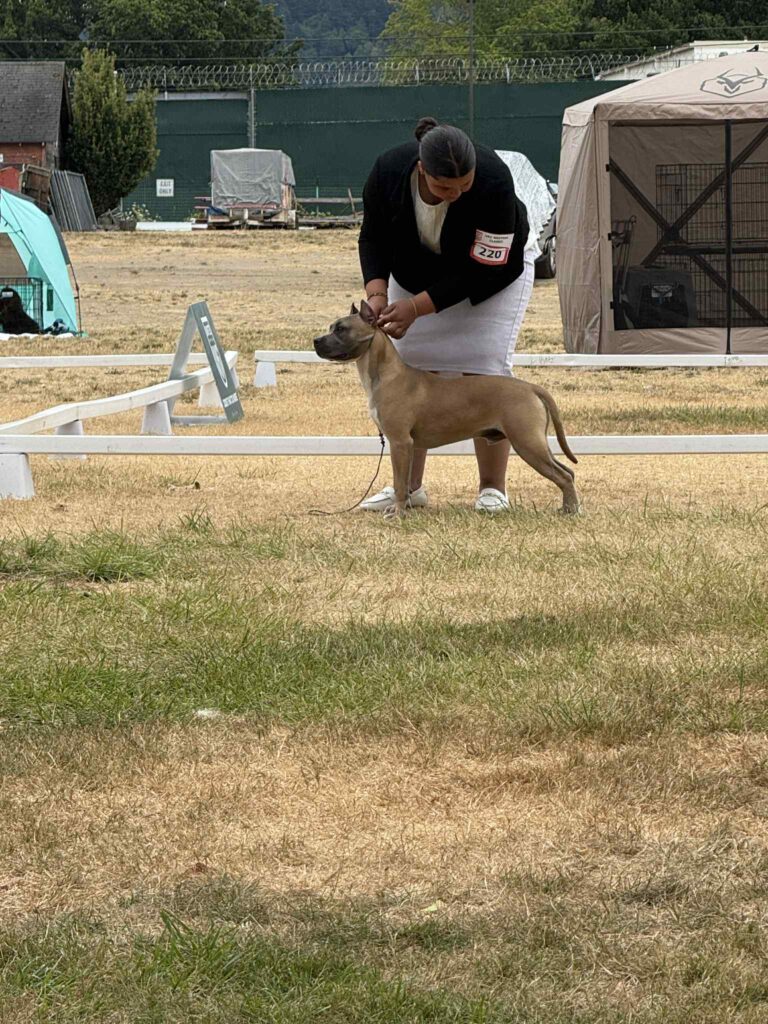 the best american pit bull terrier breeder in the usa