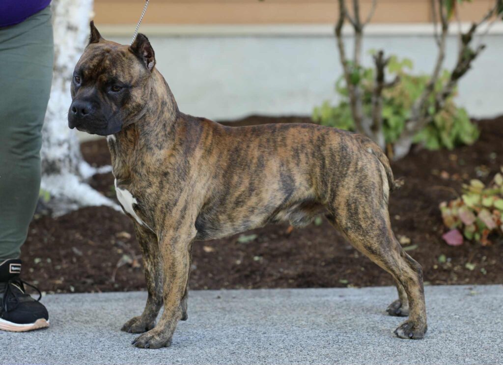 the best american pit bull terrier breeder in the usa