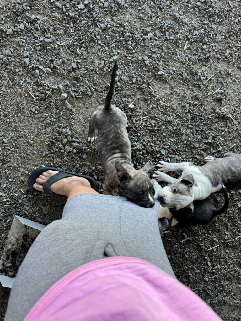 the best american pit bull terrier breeder in the usa