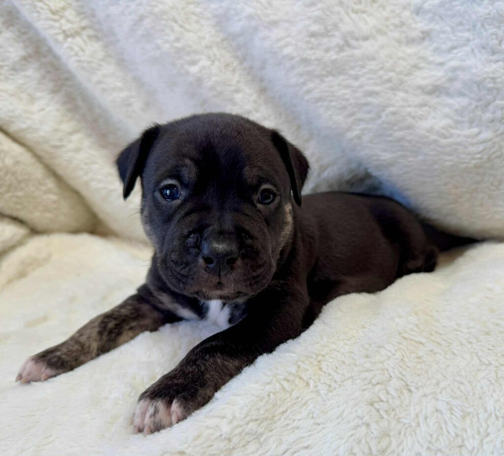 Best american pit bull terrier breeder in the usa