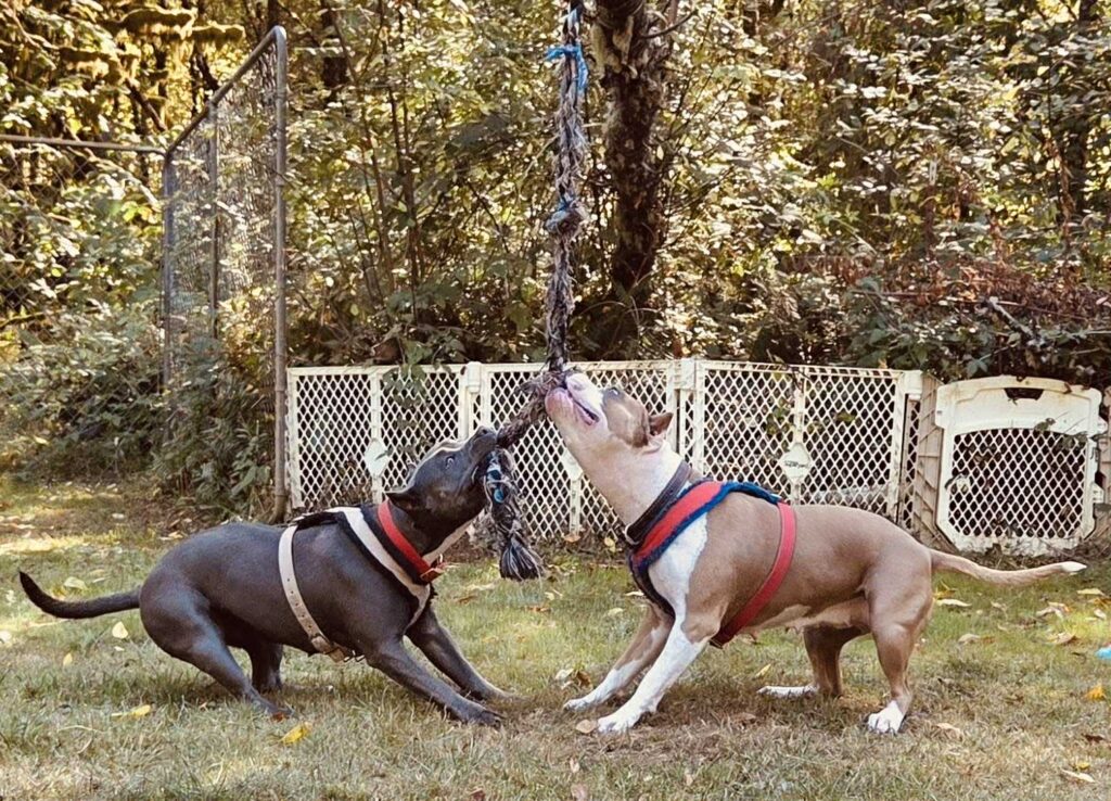 the best american pit bull terrier breeder in the usa