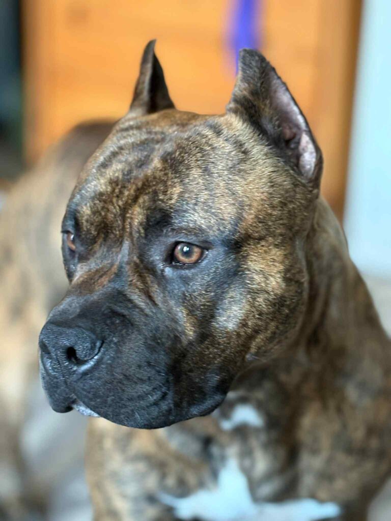 the best american pit bull terrier breeder in the usa