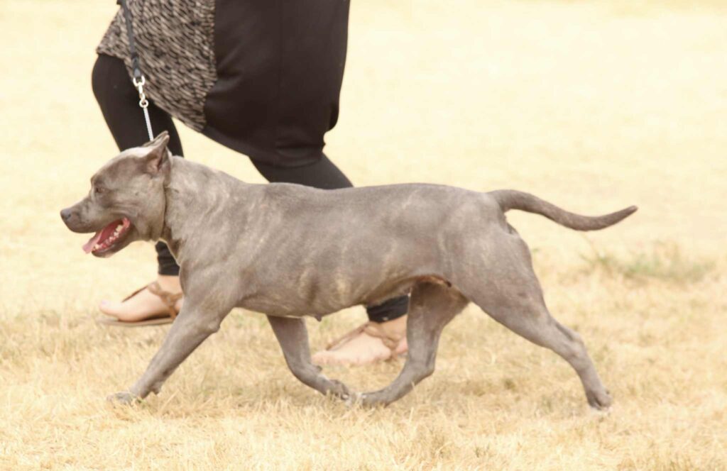 the best american pit bull terrier breeder in the usa