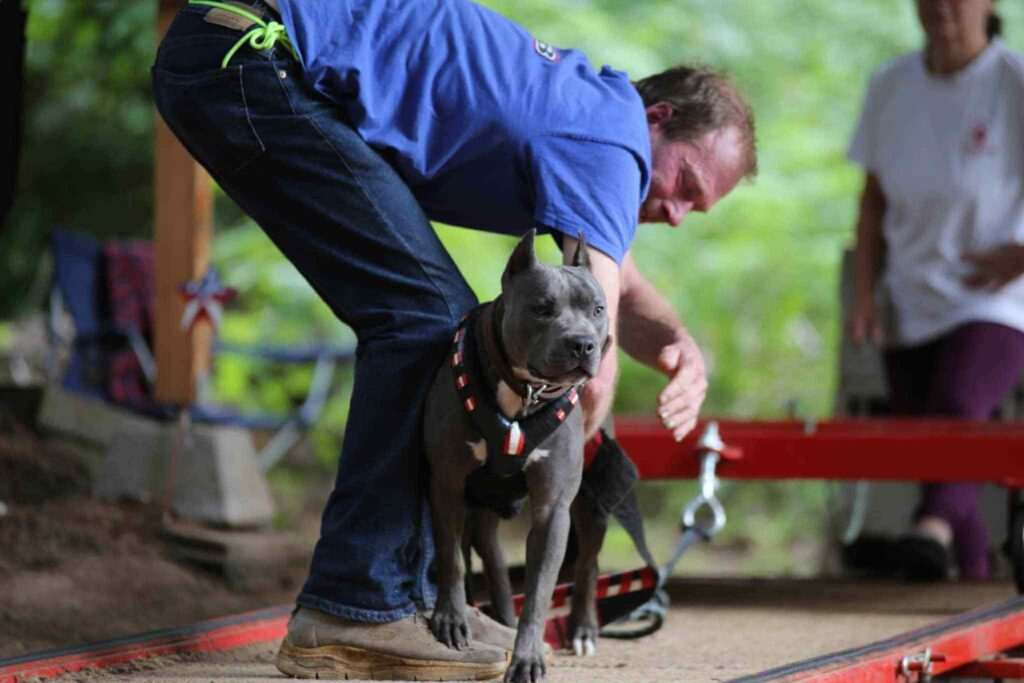 the best american pit bull terrier breeder in the usa