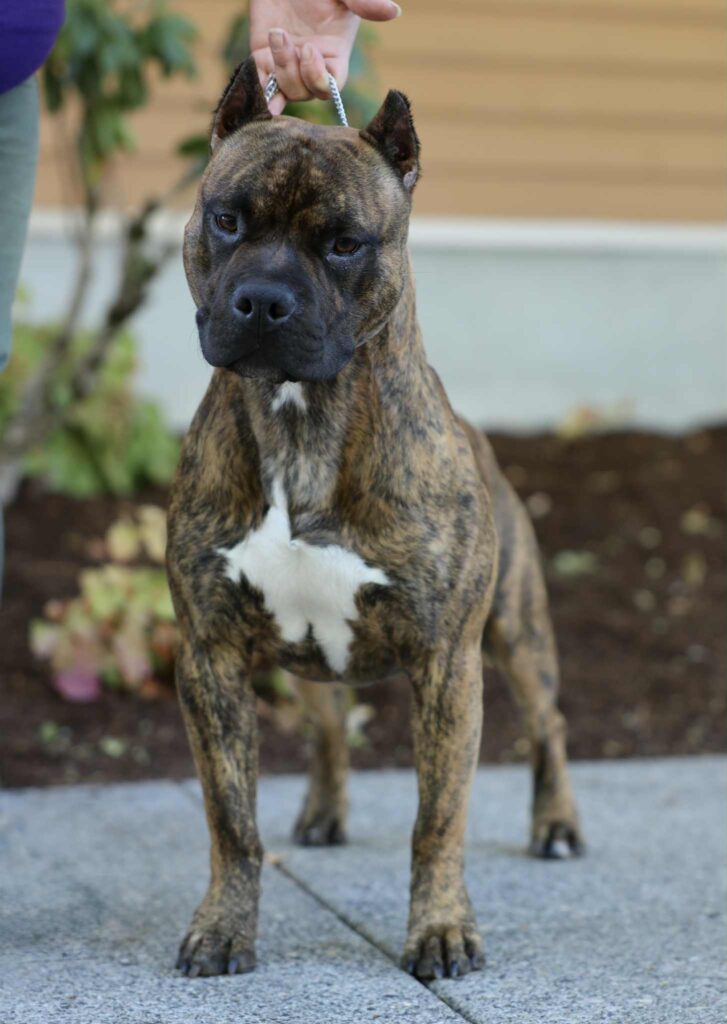 the best american pit bull terrier breeder in the usa