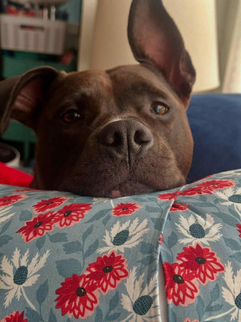 the best american pit bull terrier breeder in the usa