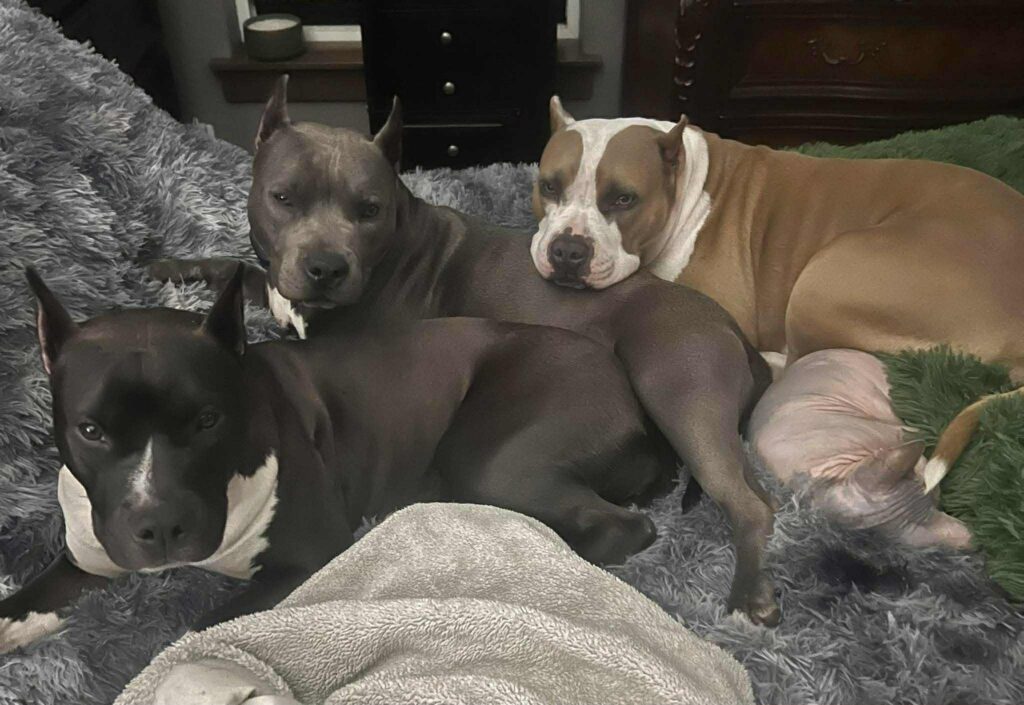 american pit bull terriers in tenino washington