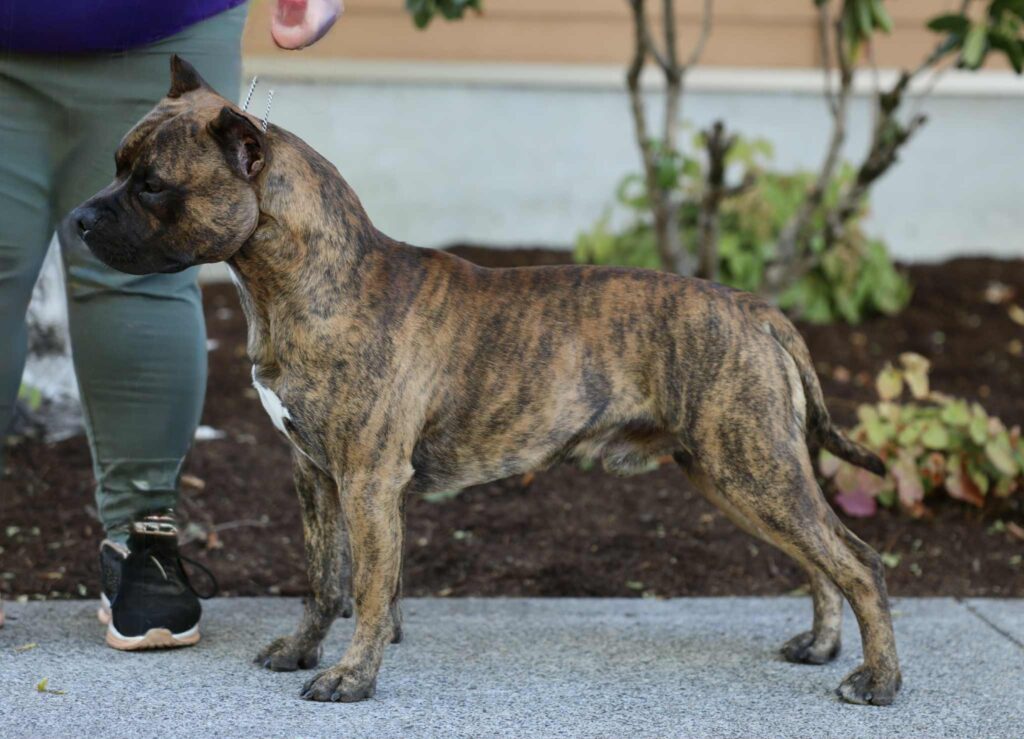 the best american pit bull terrier breeder in the usa