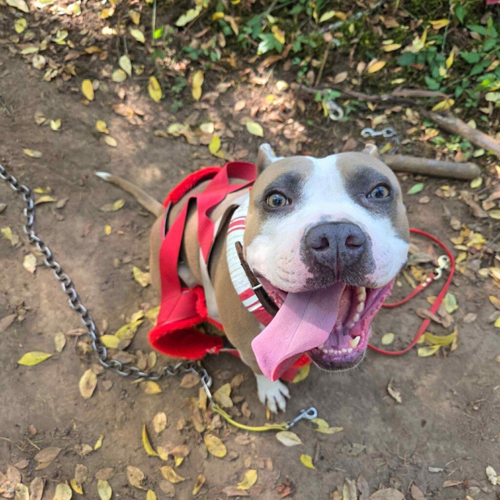 the best american pit bull terrier breeder in the usa