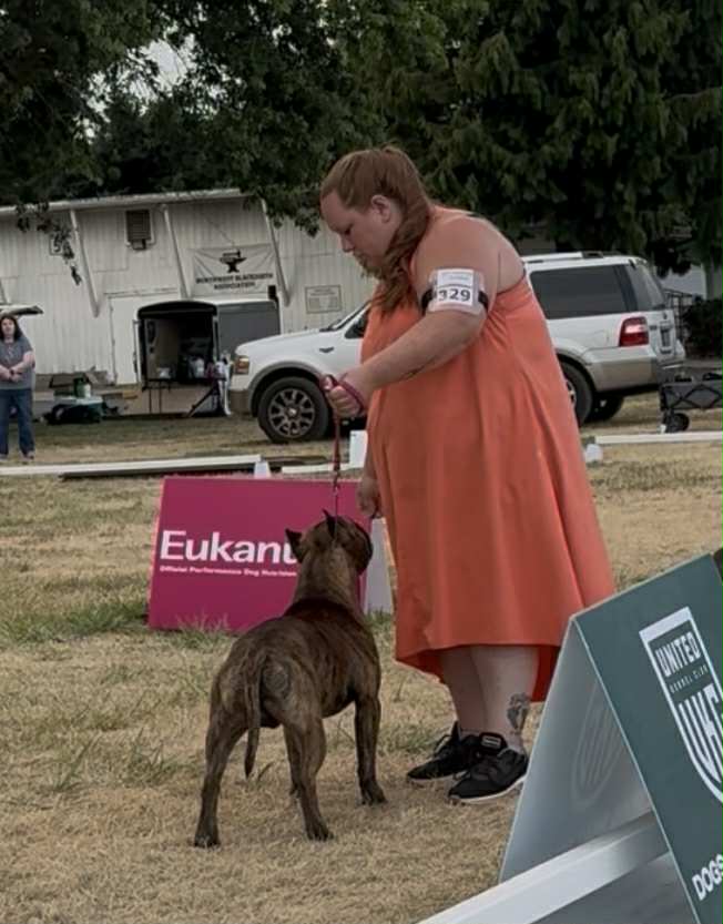 the best american pit bull terrier breeder in the usa