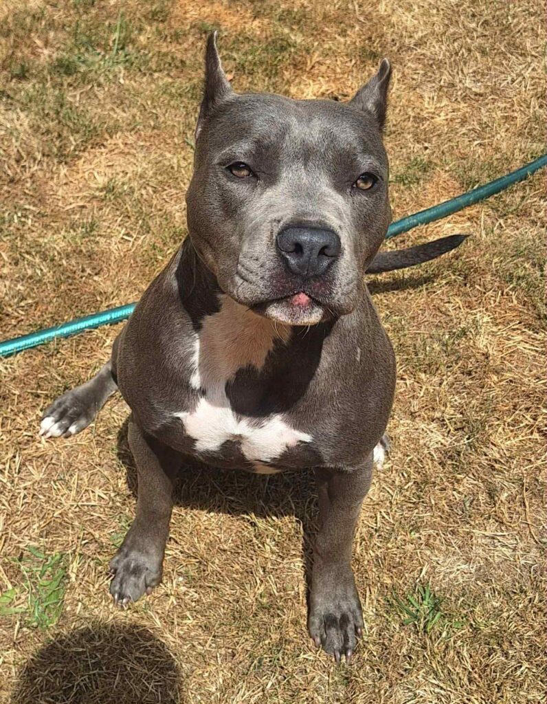 american pit bull terriers in tenino washington