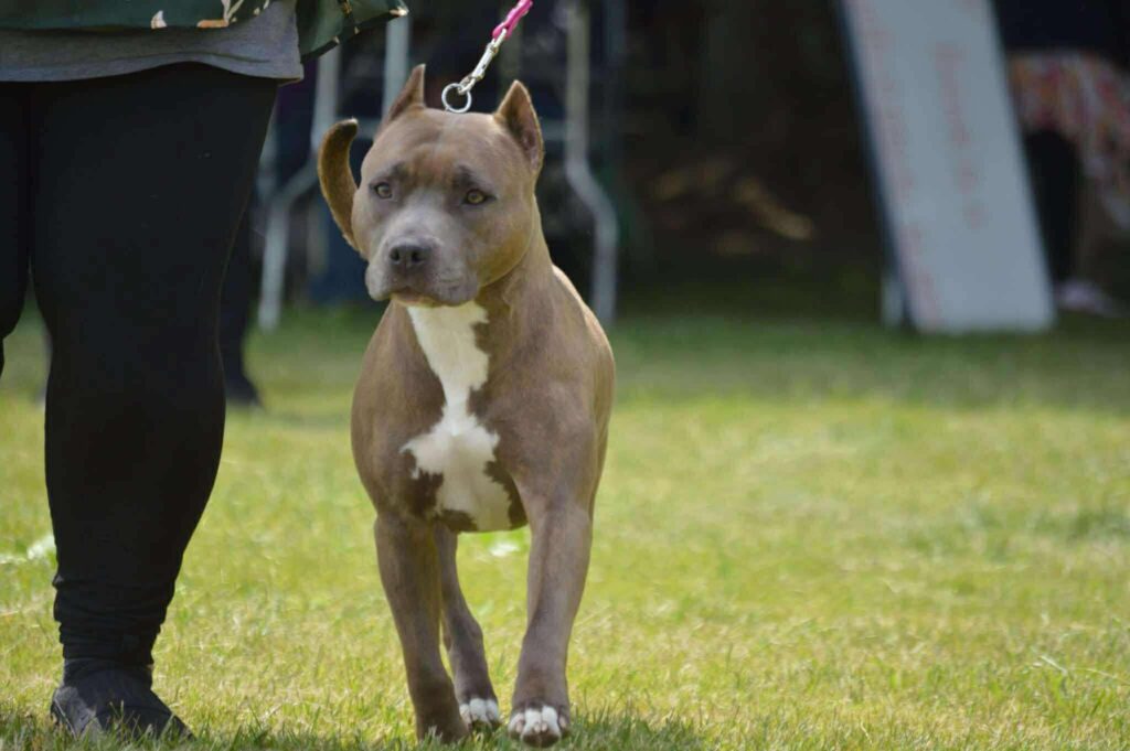 the best american pit bull terrier breeder in the usa