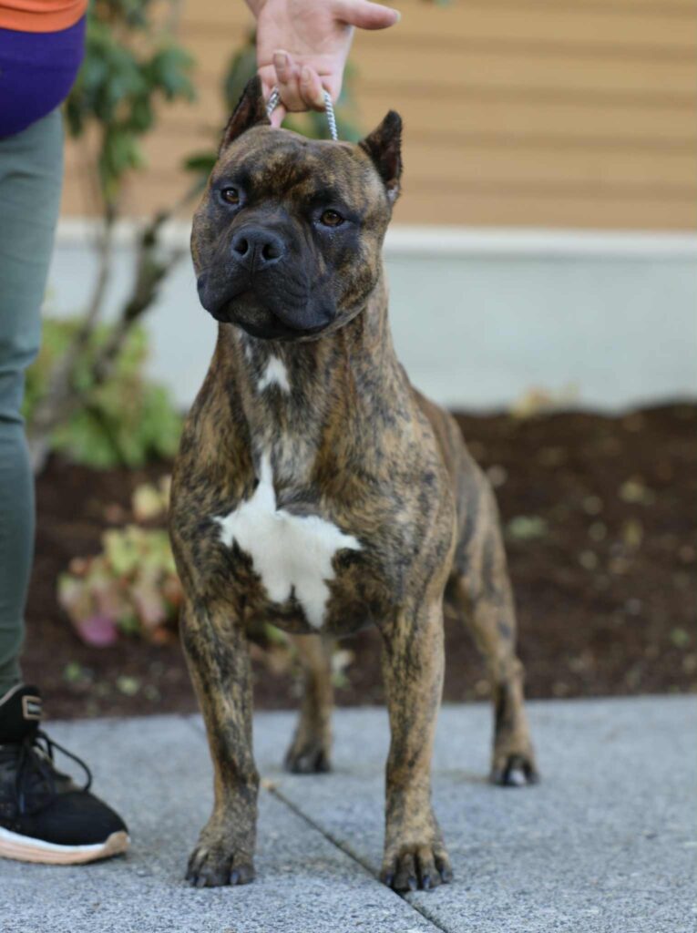 the best american pit bull terrier breeder in the usa