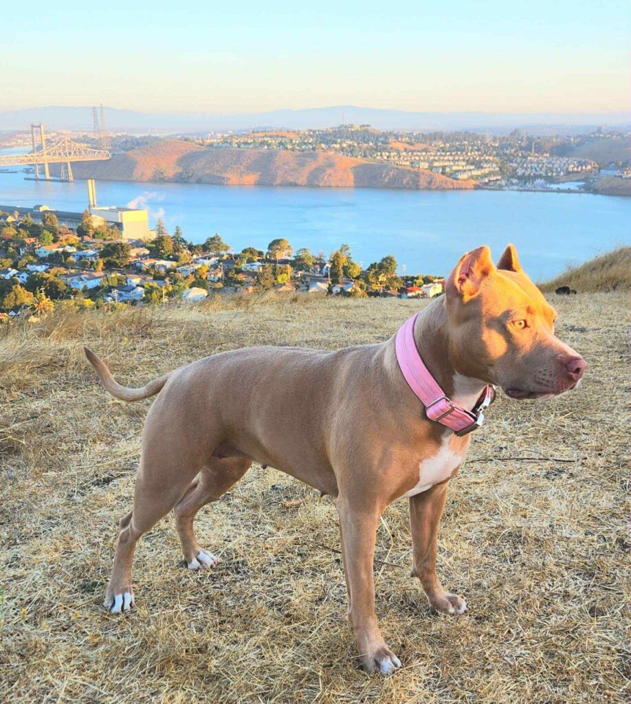 the best american pit bull terrier breeder in the usa