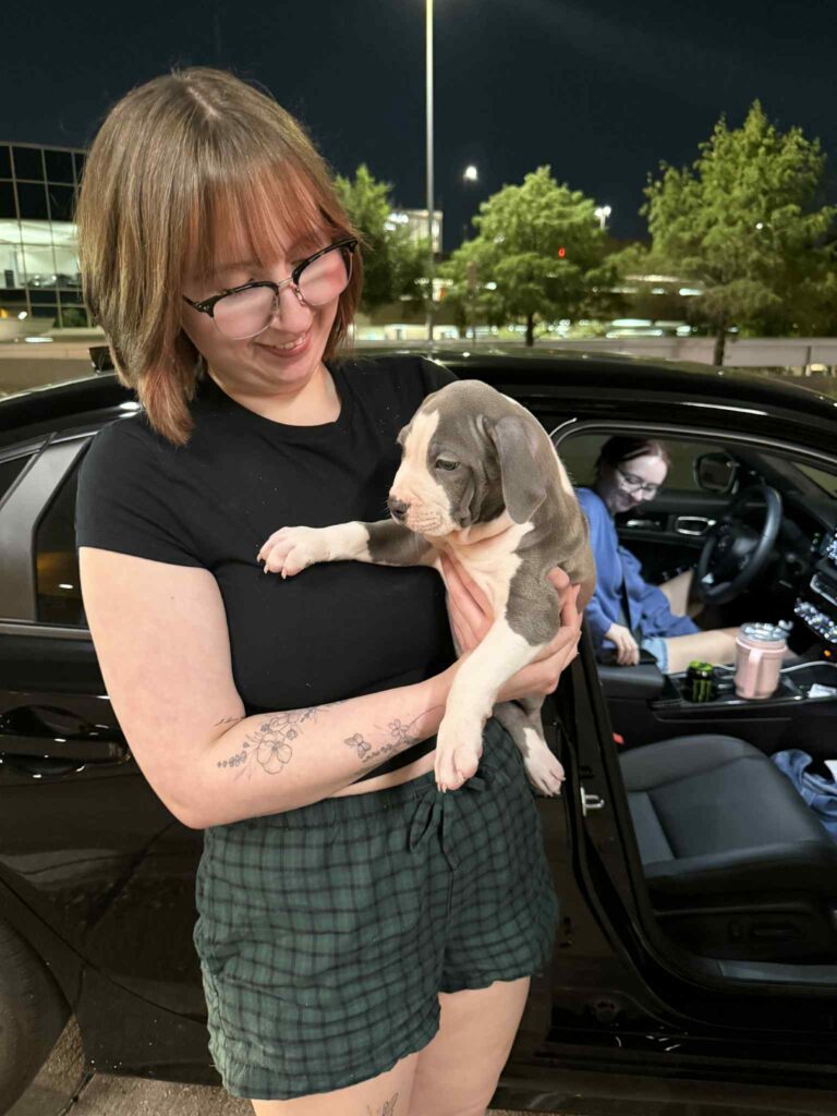 pit bull puppies for sale in the usa