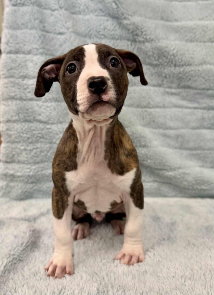 Best american pit bull terrier breeder in the usa