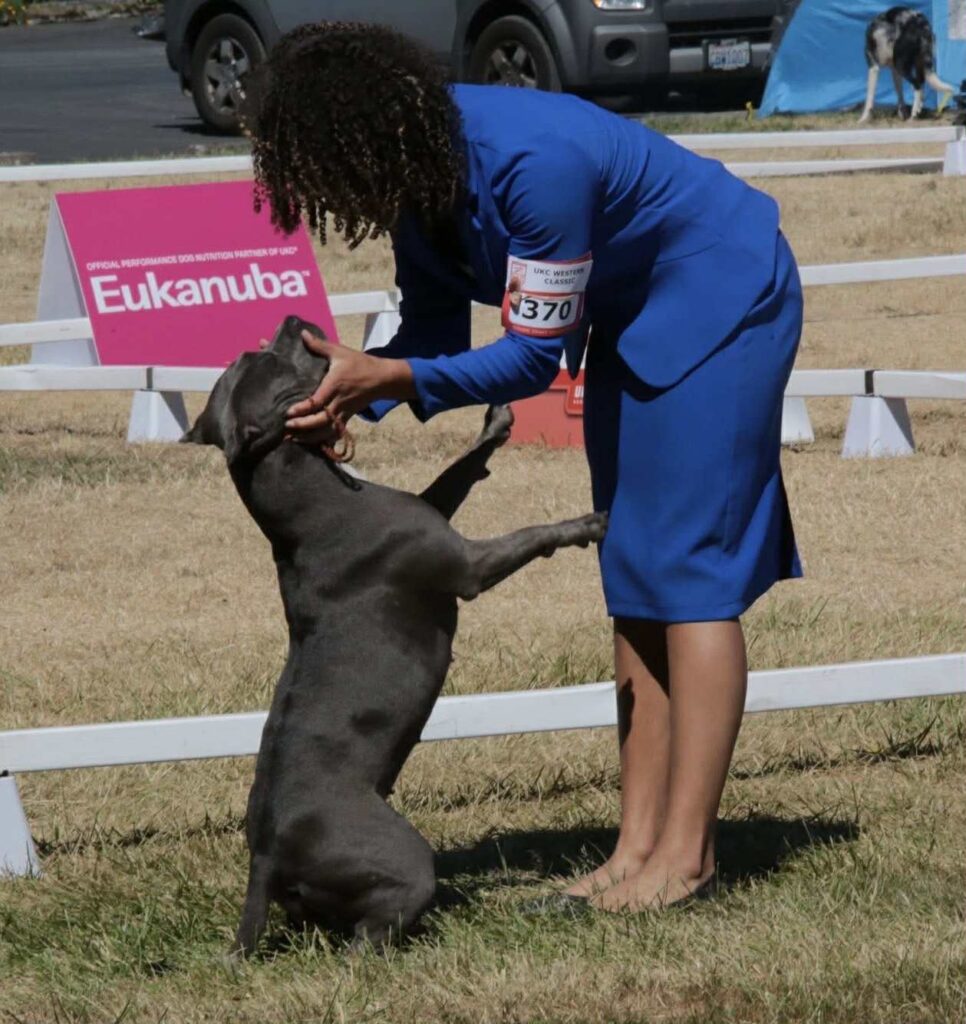 pit bull puppies for sale in the usa