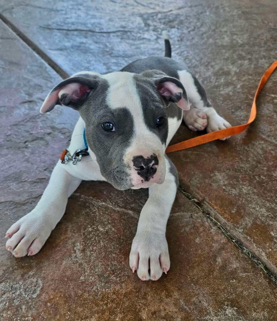 pit bull puppies for sale in the usa