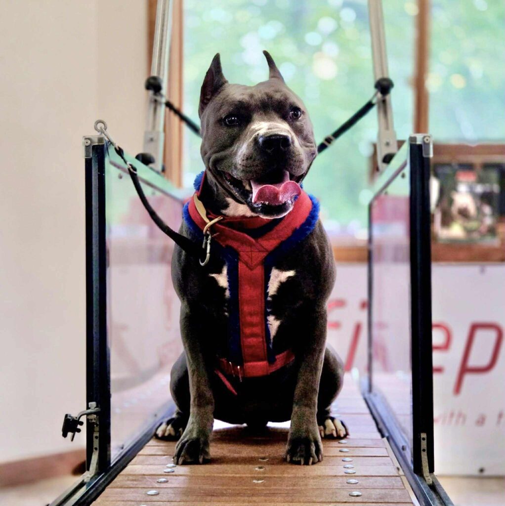 pit bull puppies for sale in the usa