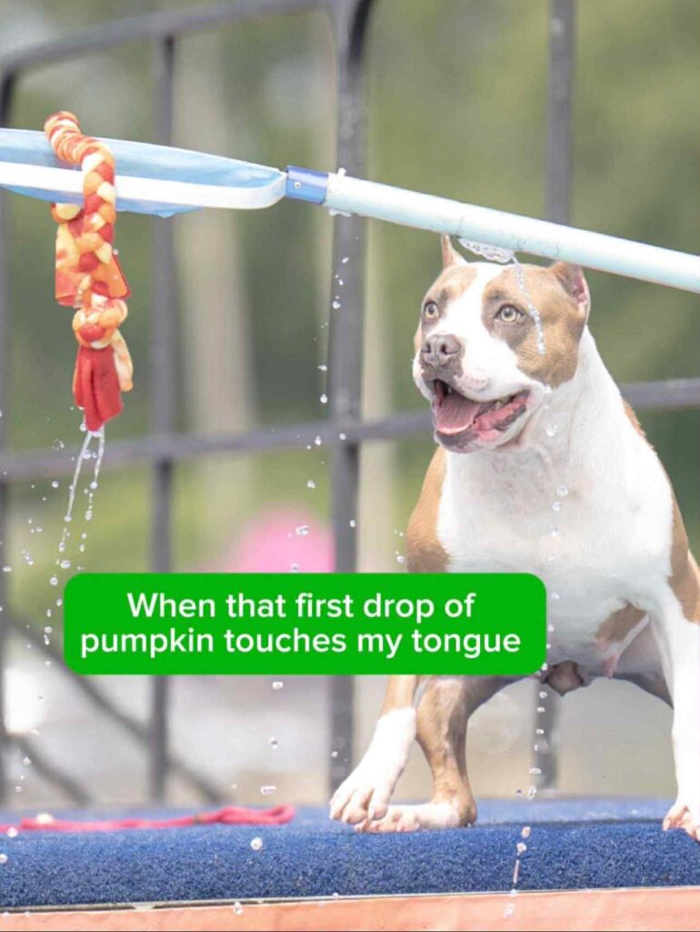 blue nose pit bull in Kalamazoo michigan