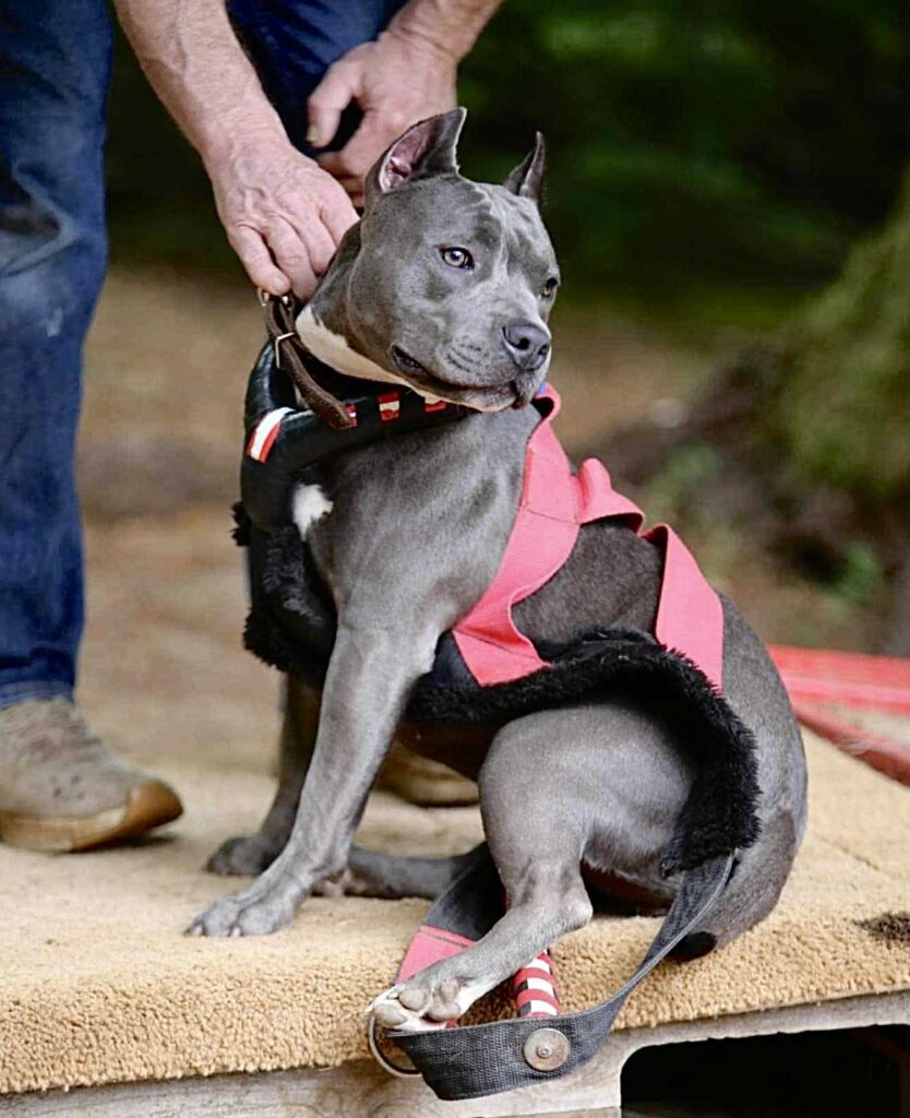 pit bull puppies for sale in the usa