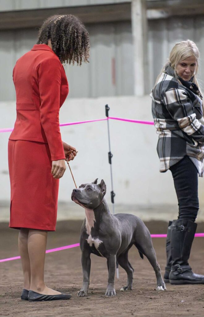 pit bull puppies for sale in the usa