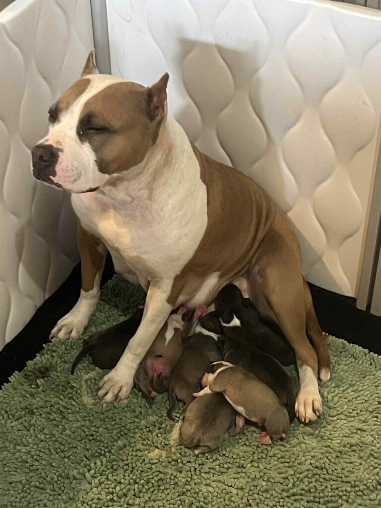 american pit bull terriers in tenino washington