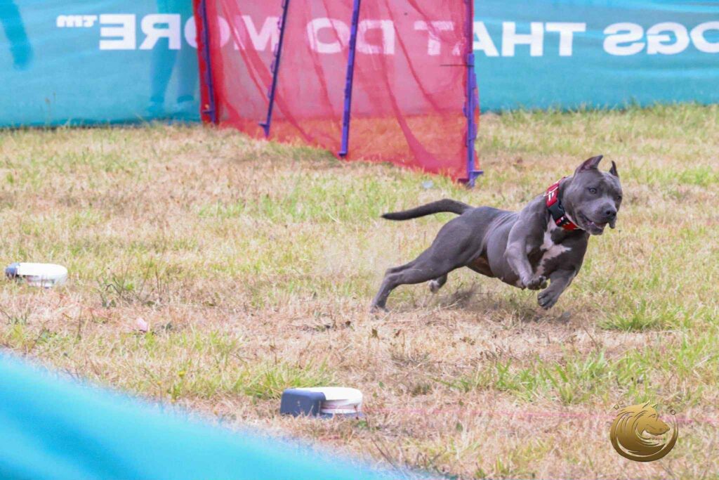 pit bull puppies for sale in the usa