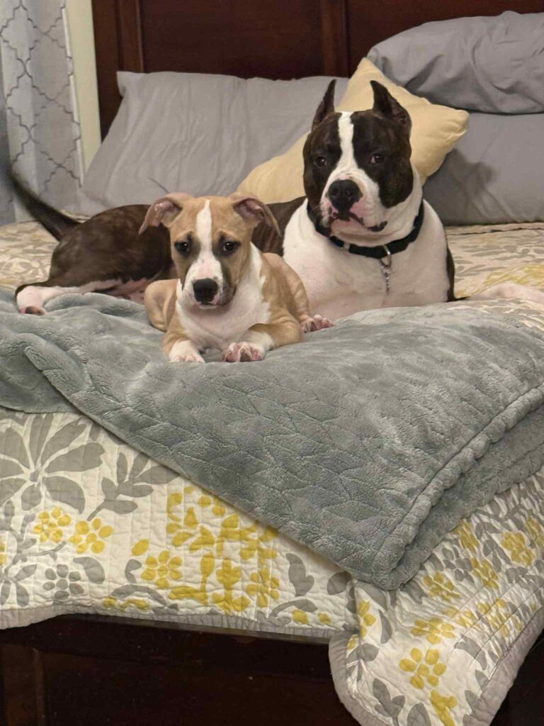 pit bull puppies for sale in the usa