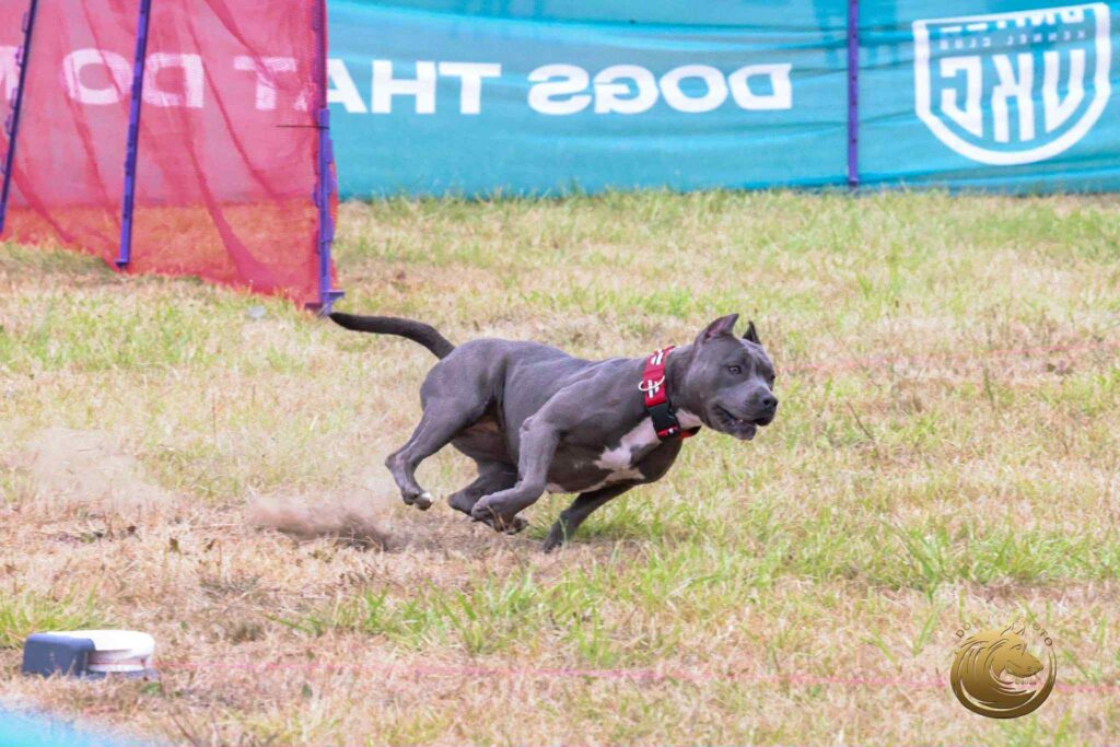 pit bull puppies for sale in the usa