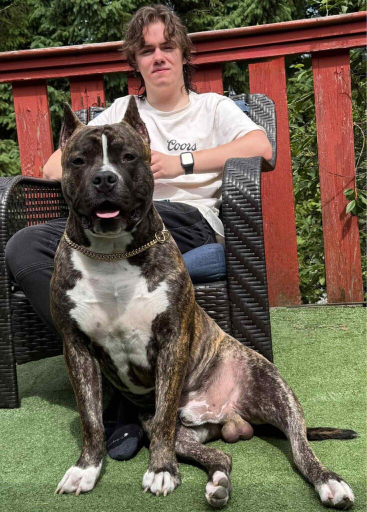 american pit bull terrier in canada