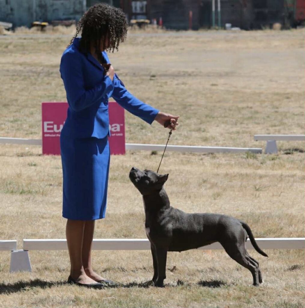 pit bull puppies for sale in the usa