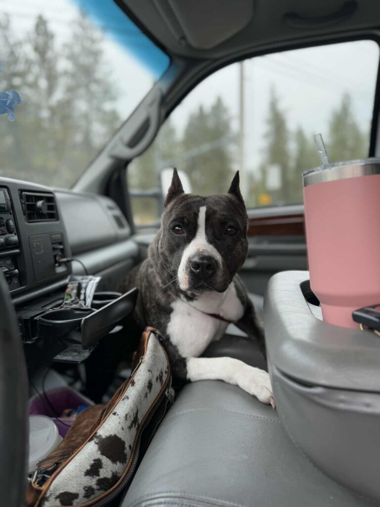 pit bull puppies for sale in the usa