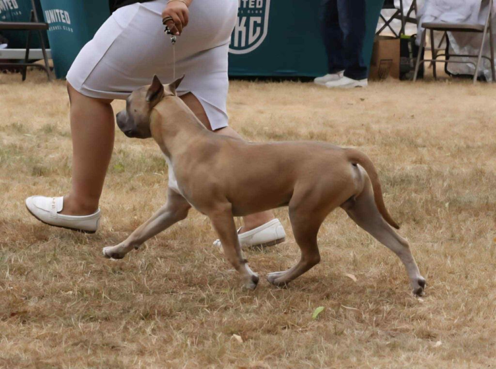 pit bull puppies for sale in the usa