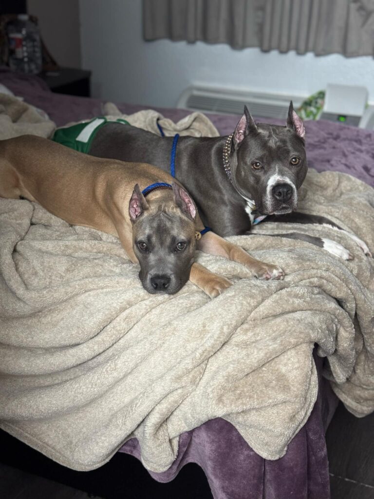 pit bull puppies for sale in the usa