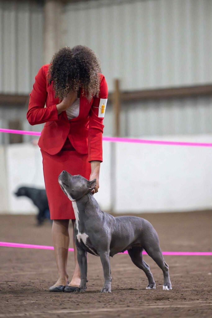 pit bull puppies for sale in the usa