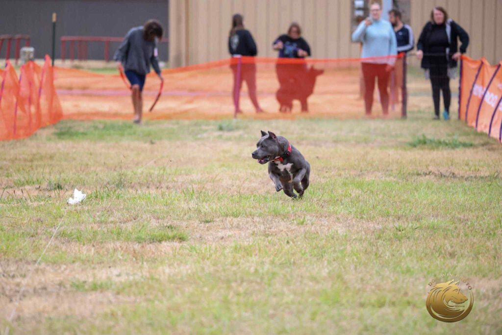 pit bull puppies for sale in the usa