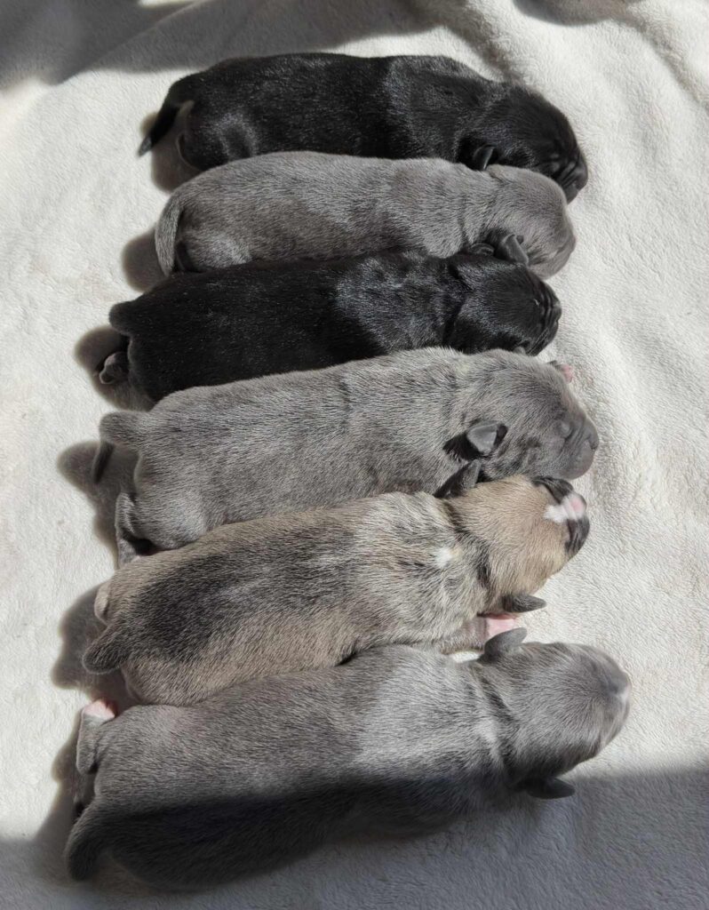 Best american pit bull terrier breeder in the usa