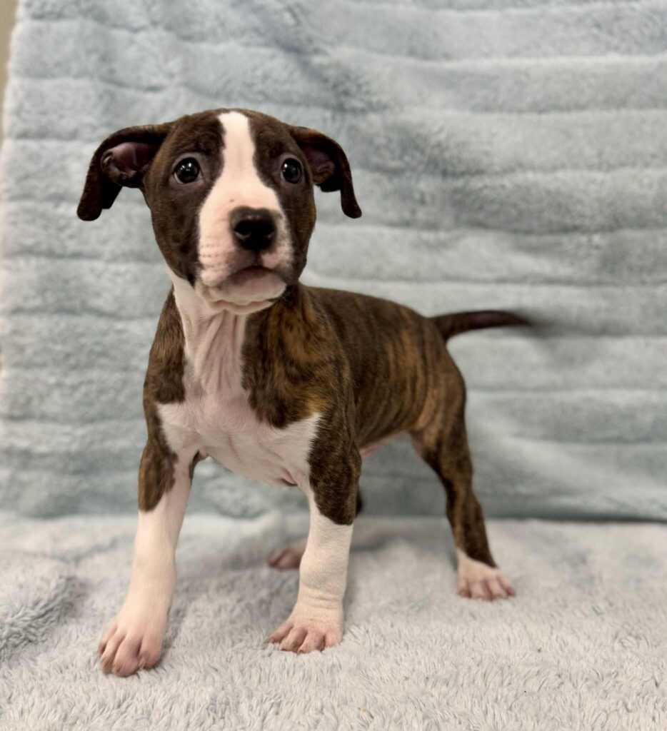 Best american pit bull terrier breeder in the usa